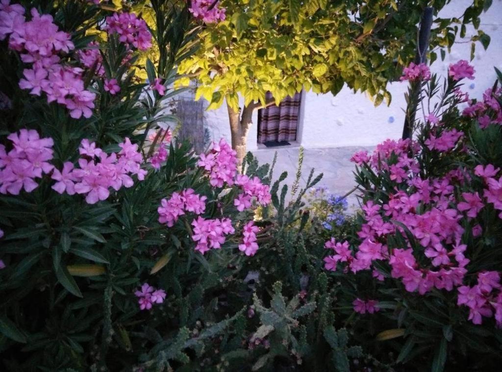 Cuevas Los Coloraos - La Residencia Villanueva de las Torres Dış mekan fotoğraf